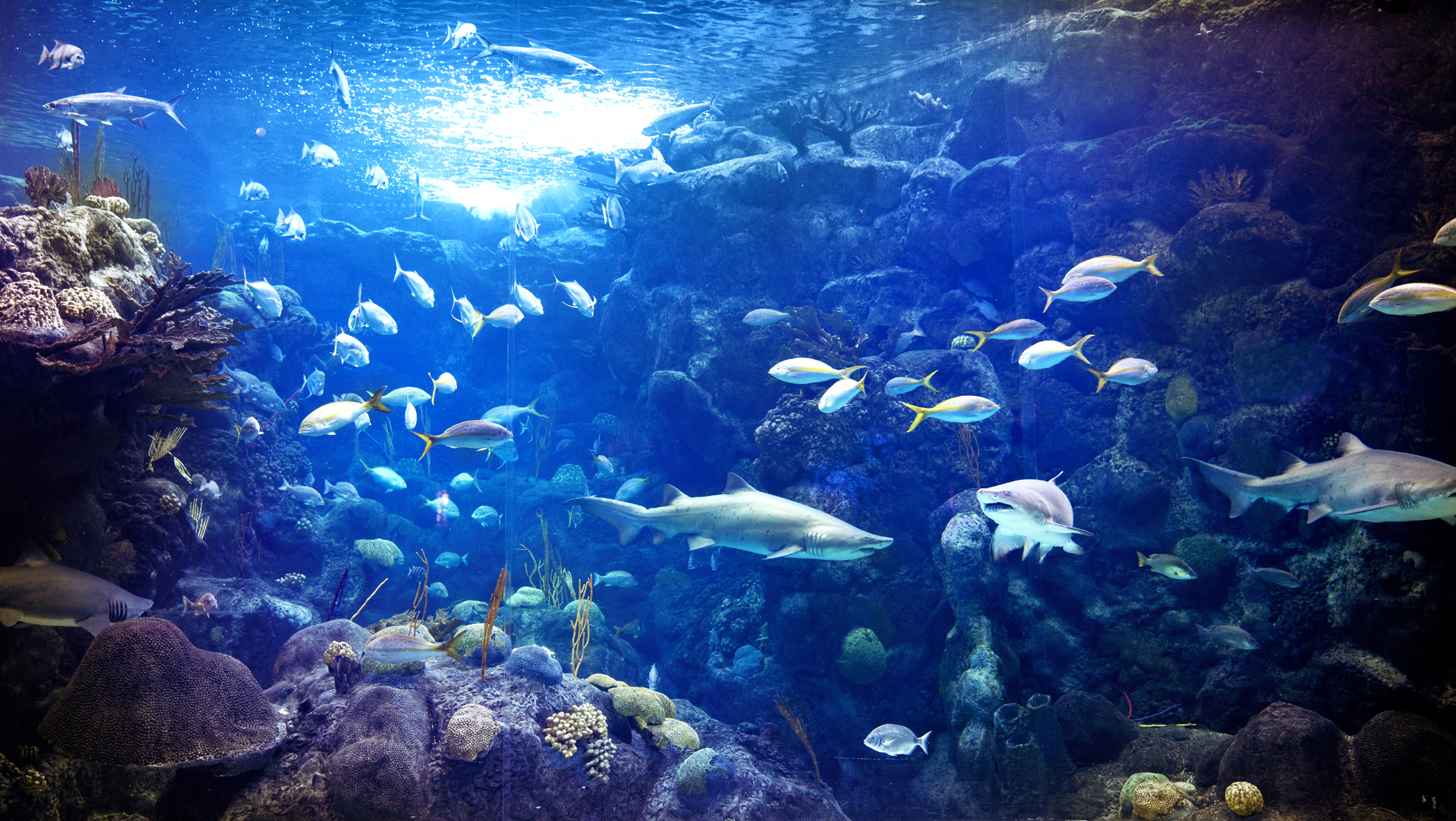 Experience the Magic of Marine Life on a Tampa Getaway
